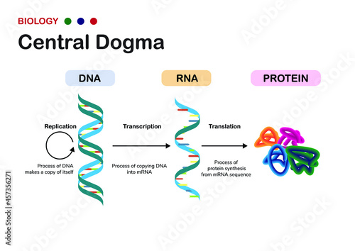 Biology diagram show concept of Central Dogma for RNA transcription and protein translation in cell photo