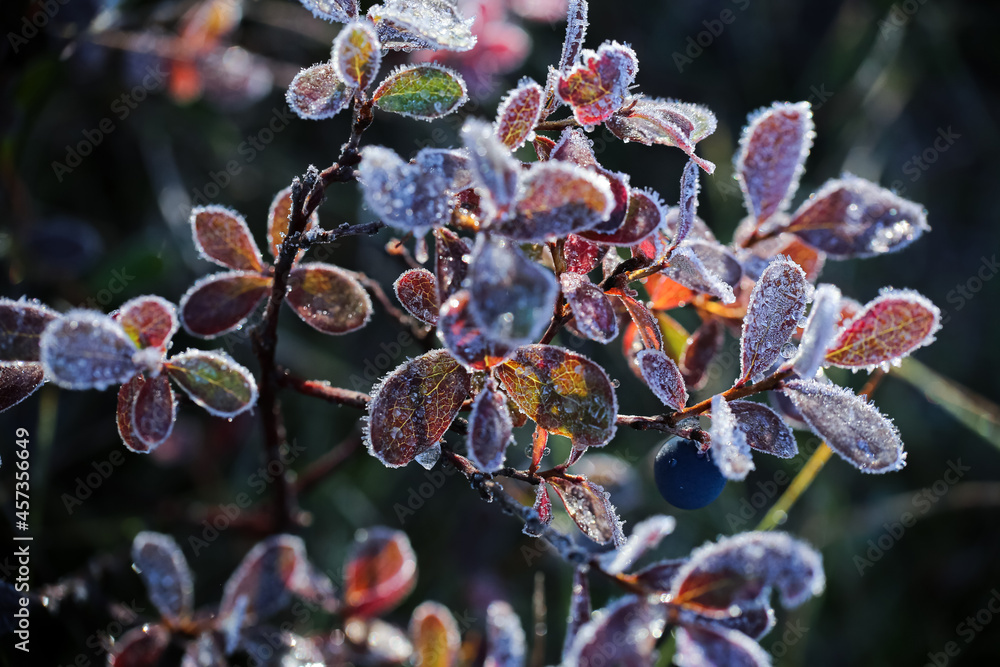 Frost Frost