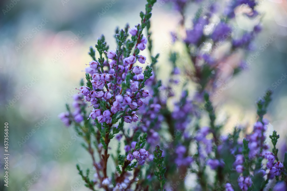 Fototapeta premium Frost