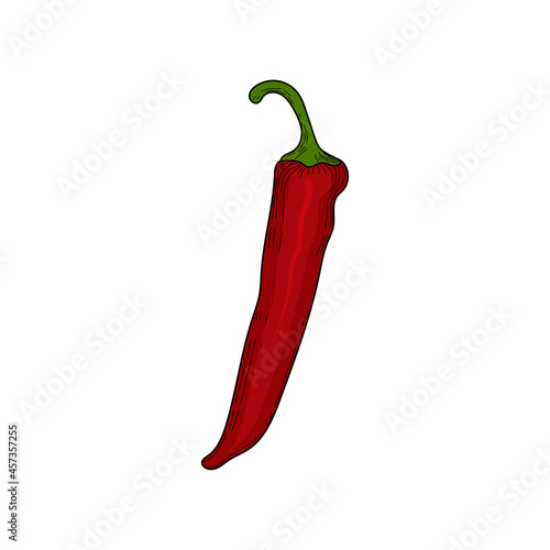 chili peppers, vector illustration in sketch style