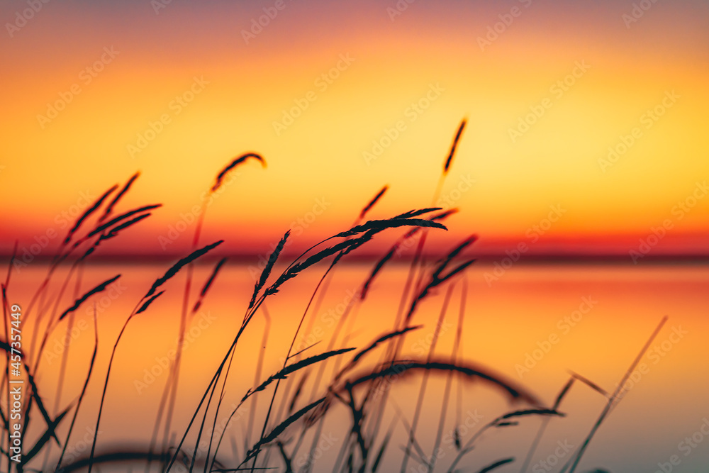 Obraz premium sunset over the grass