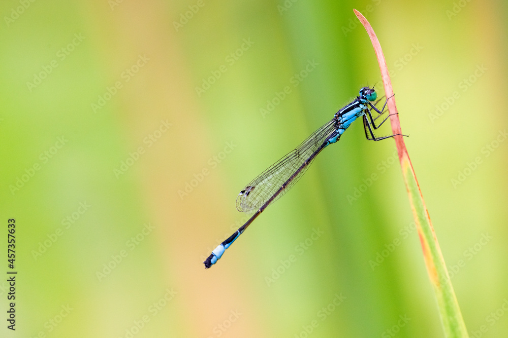 Kleinlibelle, Azurjungfer Kleinlibelle, Azurjungfer