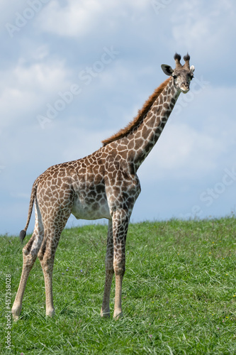 Young Endangered Masai Giraffe on the open plains.