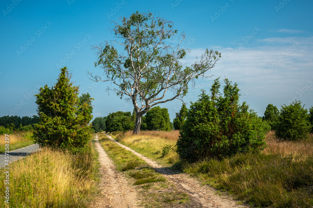 short hike in the heathland near Faßberg short hike in the heathland near Faßberg