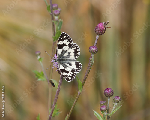 Schmetterling Falter mit großen Flügeln sitzt auf einer Blüte