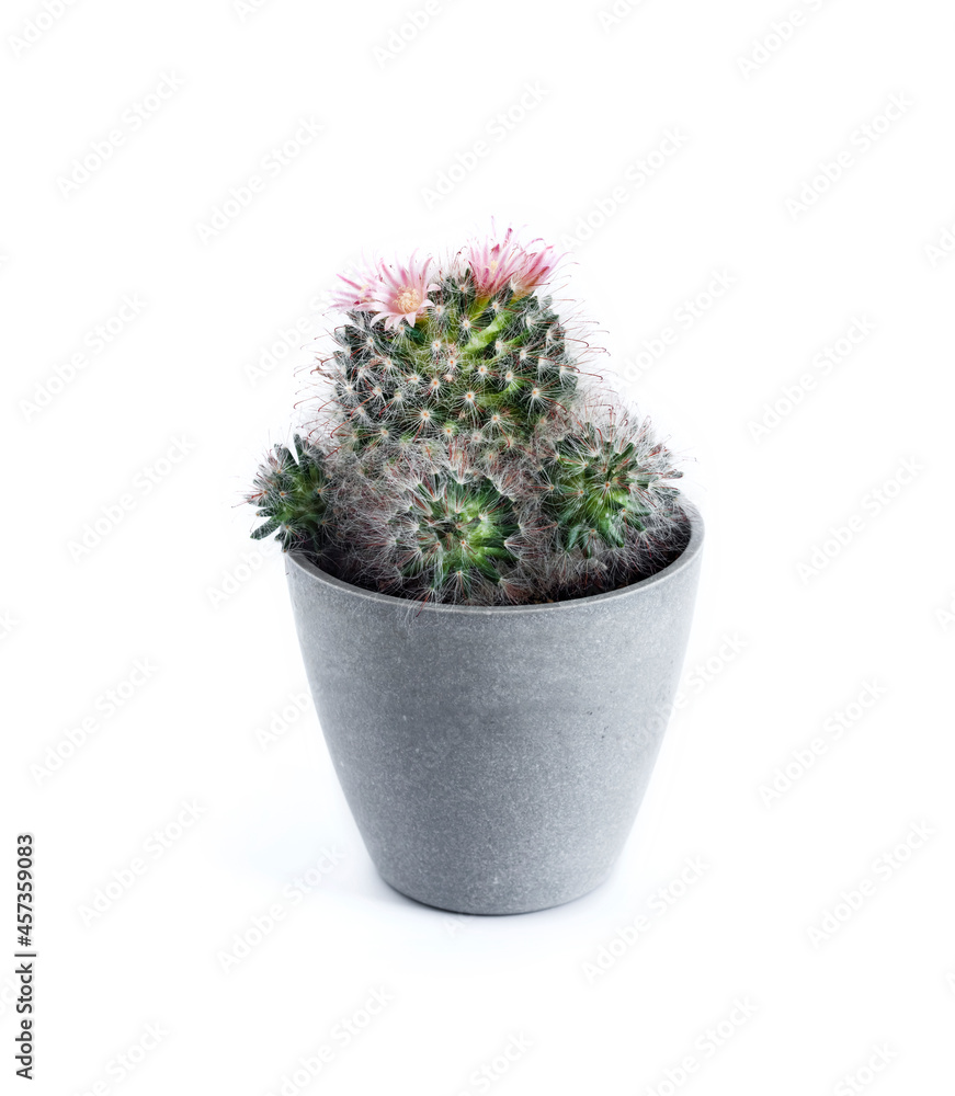 Flowering Mammillaria cactus in a pot isolated on white background Flowering Mammillaria cactus in a pot isolated on white background
