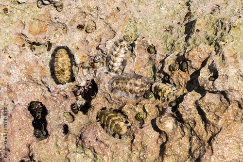These interesting creatures that live on the rocky iron shore that surrounds Grand Cayman are called chitons photo