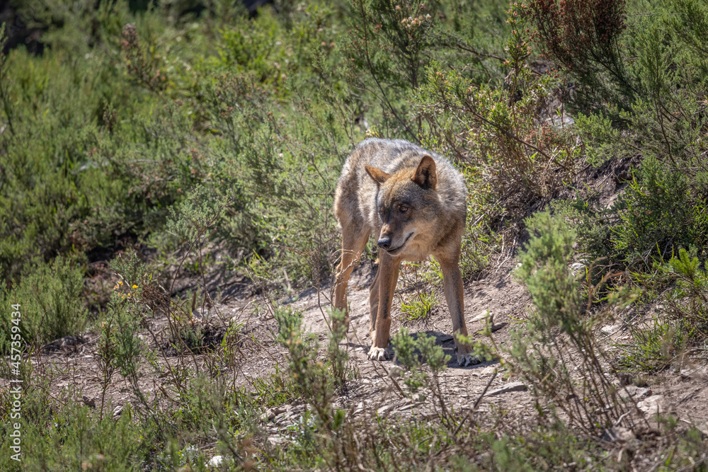 lobo ibérico en su entorno natural lobo ibérico en su entorno natural