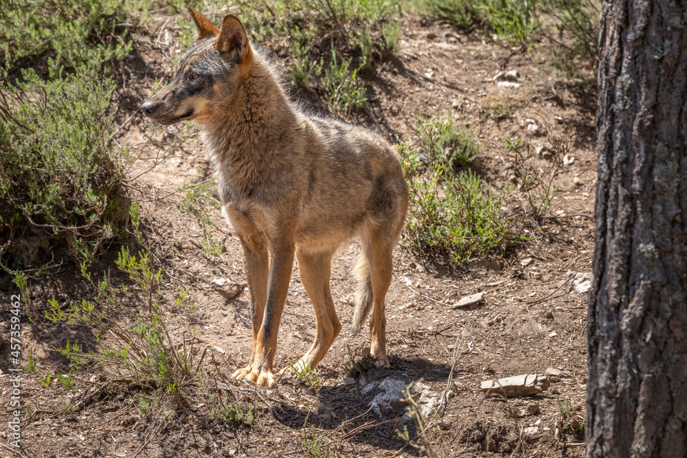 lobo ibérico en su entorno natural
