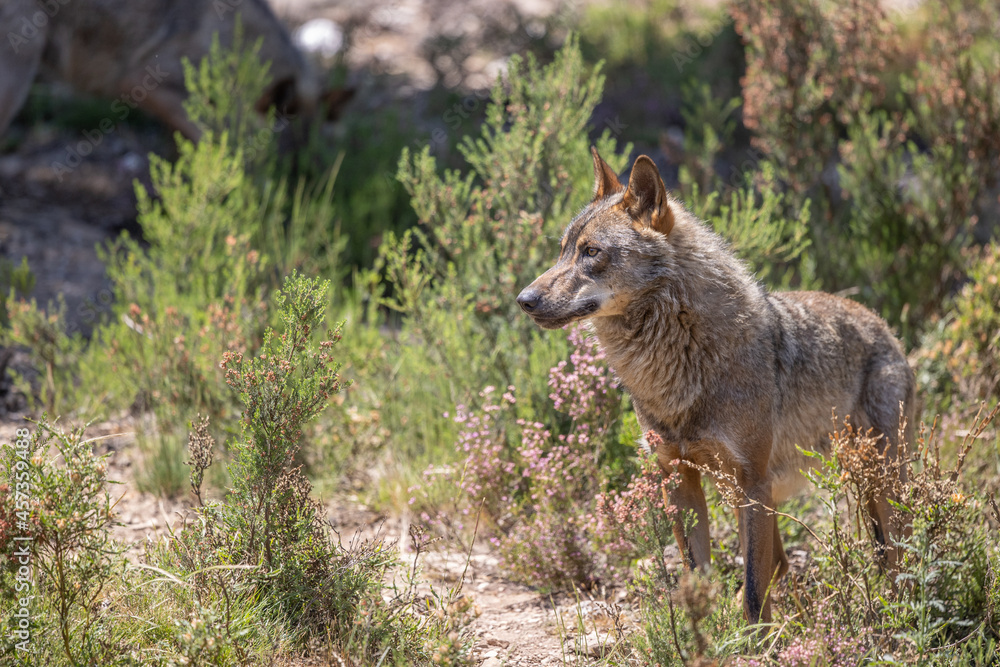 Fototapeta premium lobo ibérico en su entorno natural
