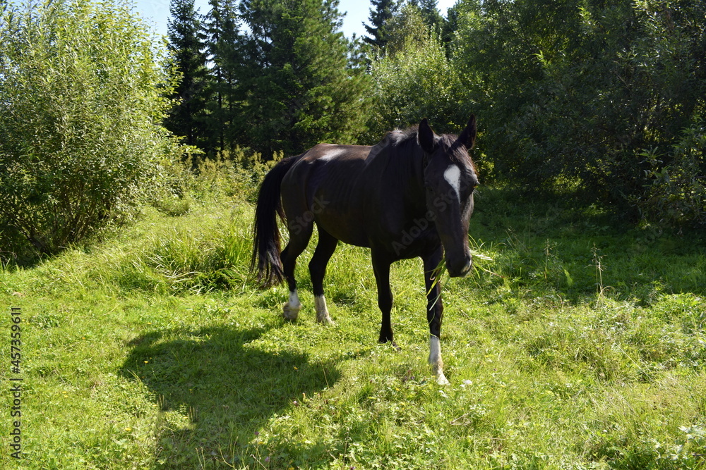 horse in the meadow horse in the meadow