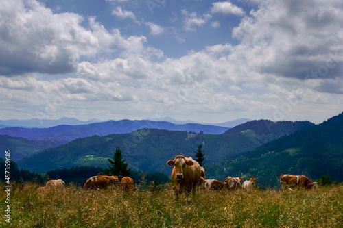 many cows on a high meadow on the top of a mountain © thomaseder