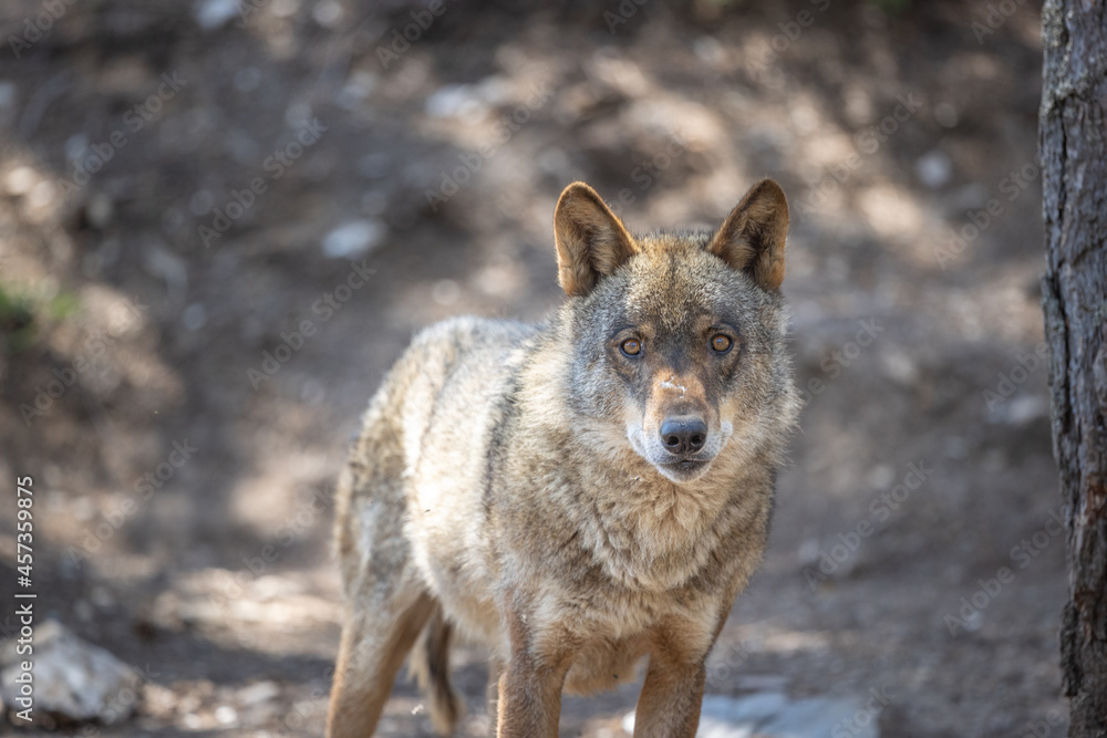lobo ibérico en su entorno natural Stock Photo | Adobe Stock