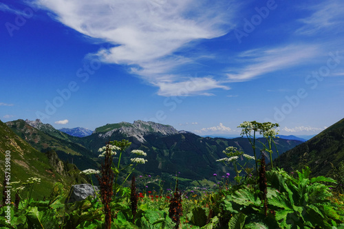 many different flowers and plant in a mountain landscape