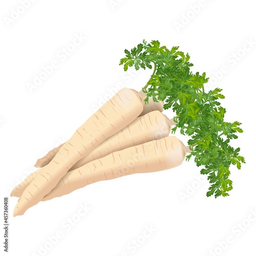 Parsnip for banners, flyers, posters, cards. Bunch of parsnips with tops. Parsnip root. Fresh organic and healthy, diet and vegetarian vegetables. Vector illustration isolated on white background