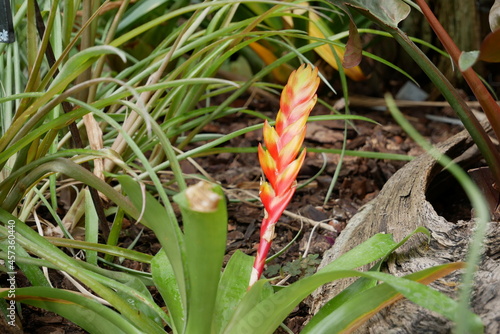 Fleur tropicale Vriesea. Brom  liac  e