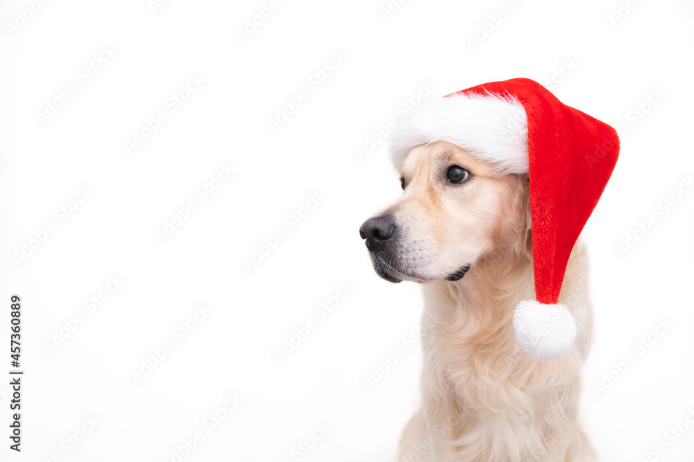 Golden retriever in santa claus hat sits on a white background. Christmas card with dog with place for text Golden retriever in santa claus hat sits on a white background. Christmas card with dog with place for text