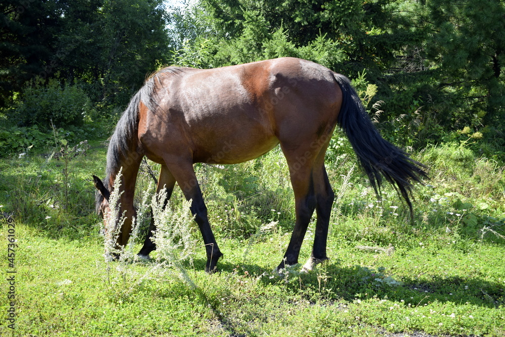 horse in the meadow