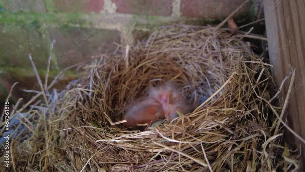 blackbird nesting and feeding chicks blackbird nesting and feeding chicks