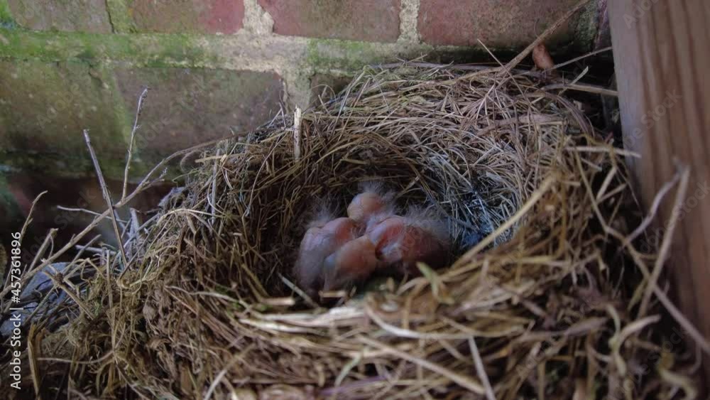 blackbird nesting and feeding chicks blackbird nesting and feeding chicks