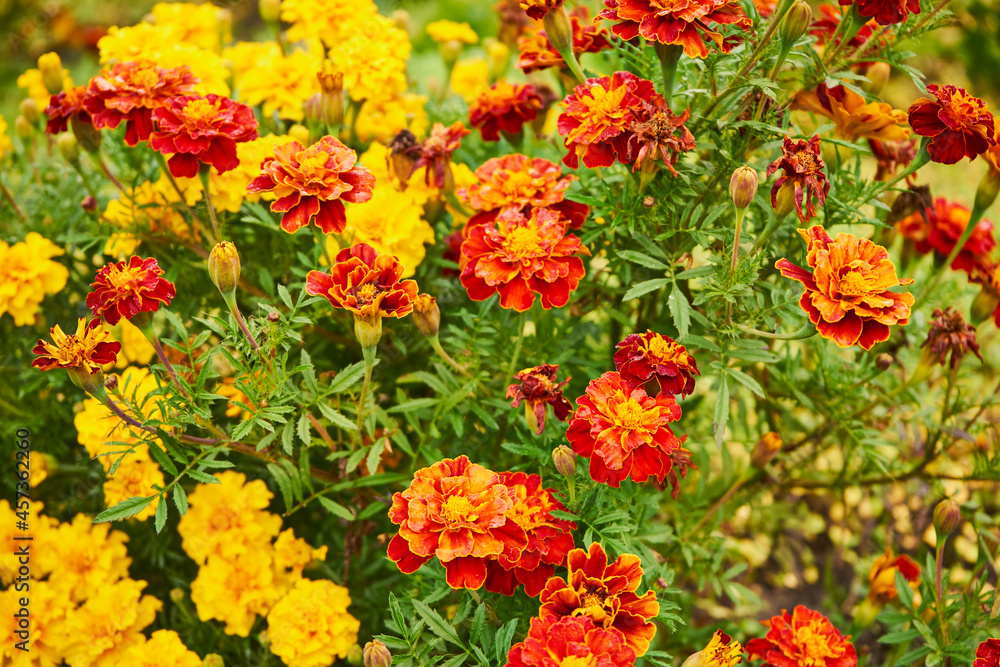 Helenium hybridum, sneezeweed, flowers, plants, petals, garden Helenium hybridum, sneezeweed, flowers, plants, petals, garden