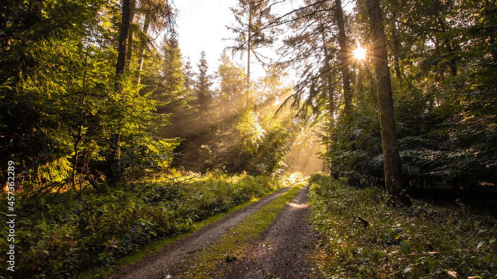 Fototapeta premium Sonnenstrahlen scheinen im Wald durch den Nebel früh am Morgen