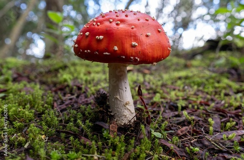 Red mushroom in the foreground against background of trees.