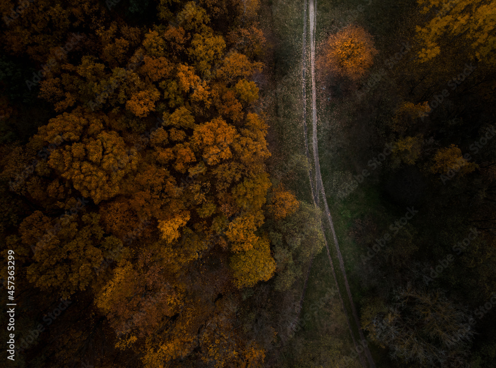 Road in an autumn forest from above