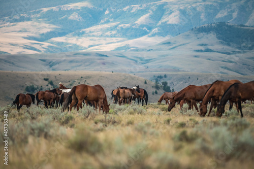 Horse herd in Montana being rounded up and brought in cavy for work in the Mountains by the wranglers.