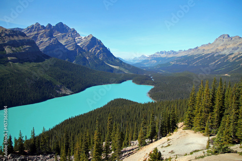 The Peyto Lake wolf and the green trees