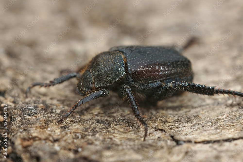 Closeup on the Welsh Chafer beetle, Hoplia philanthus Closeup on the Welsh Chafer beetle, Hoplia philanthus