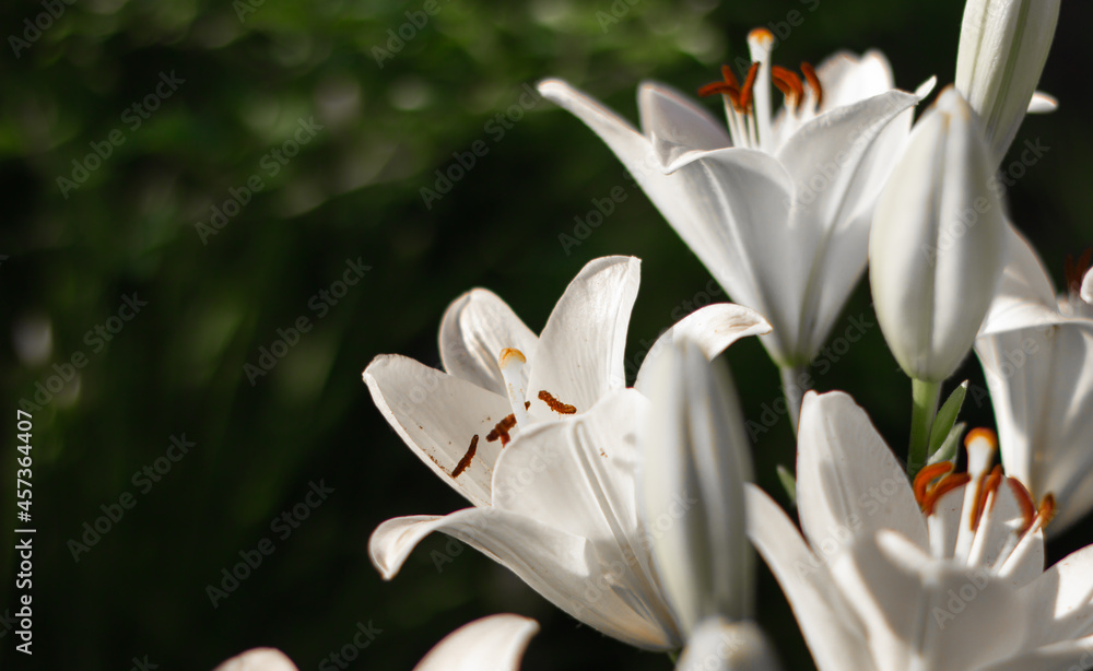 Obraz premium Close-up of white lily flowers on a dark background, selective focus, copy space