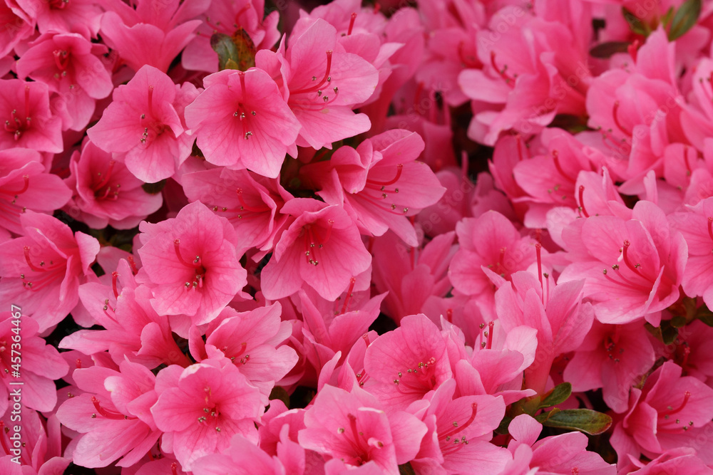 Pink azalea japonica flowers close up background. Pink azalea japonica flowers close up background.