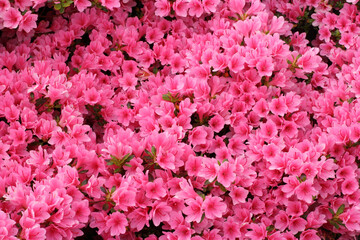 Acrylglasbilder Azalee Rosa Azalea japonica im Frühling  © Aygul Bulté