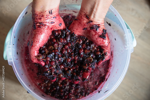 Grape pulp from the red black grape variety in the hands of a winemaker over a bucket of grape must