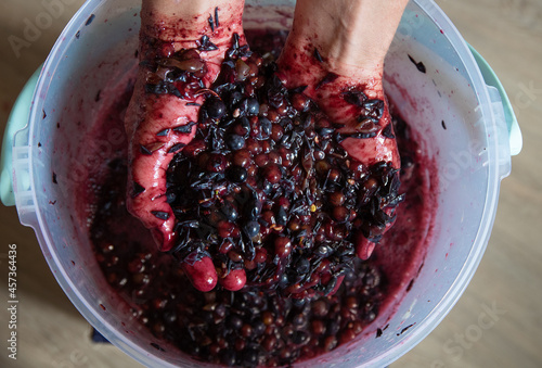 Grape pulp from the red black grape variety in the hands of a winemaker over a bucket of grape must