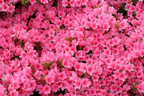 Canvastavla Blossom of  pink azalea japonica shrub background.