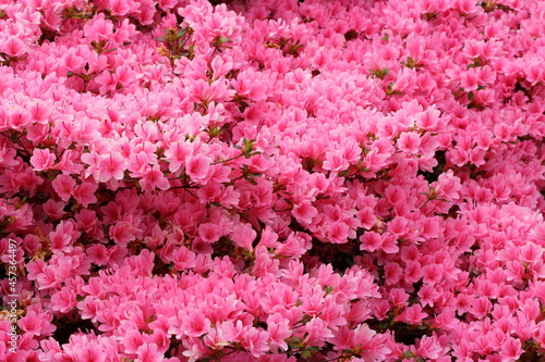 Blossom of pink azalea japonica shrub background.