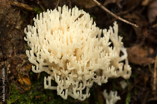 Coral fungus in the woods on Mt. Kearsarge, New Hampshire.