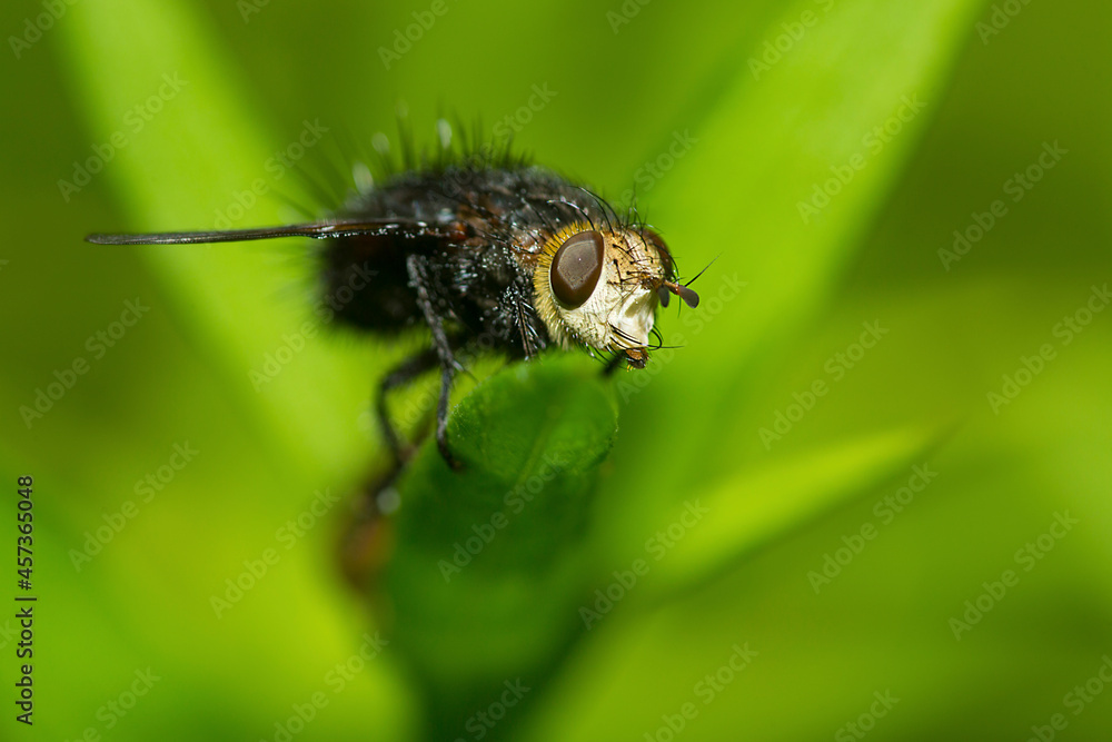 Naklejka premium Tachinid fly on a green leaf in Sunapee, New Hampshire.