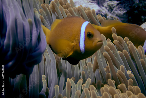 Maldives anemonefishes having protection between the anemone tentacles. Amphiprion nigripes photo