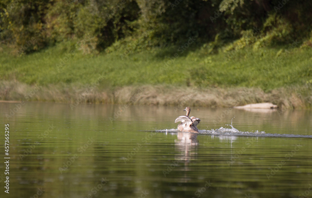 Fototapeta premium swans swim in the river
