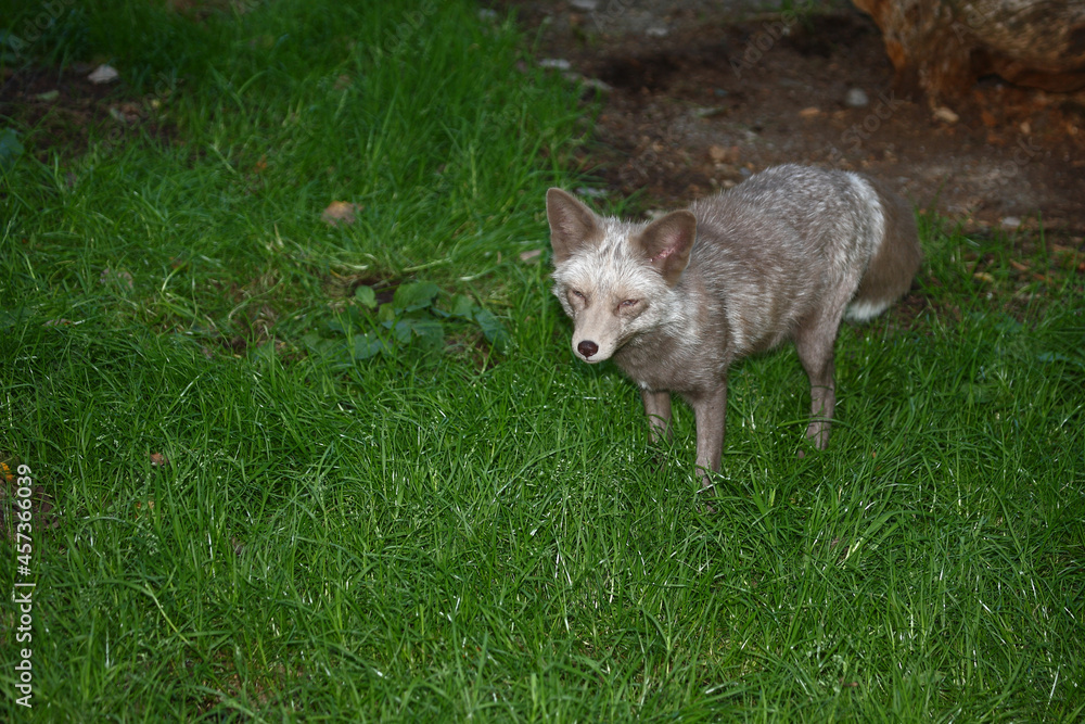 Pastellfuchs / Pastel fox / Vulpes Pastellfuchs / Pastel fox / Vulpes