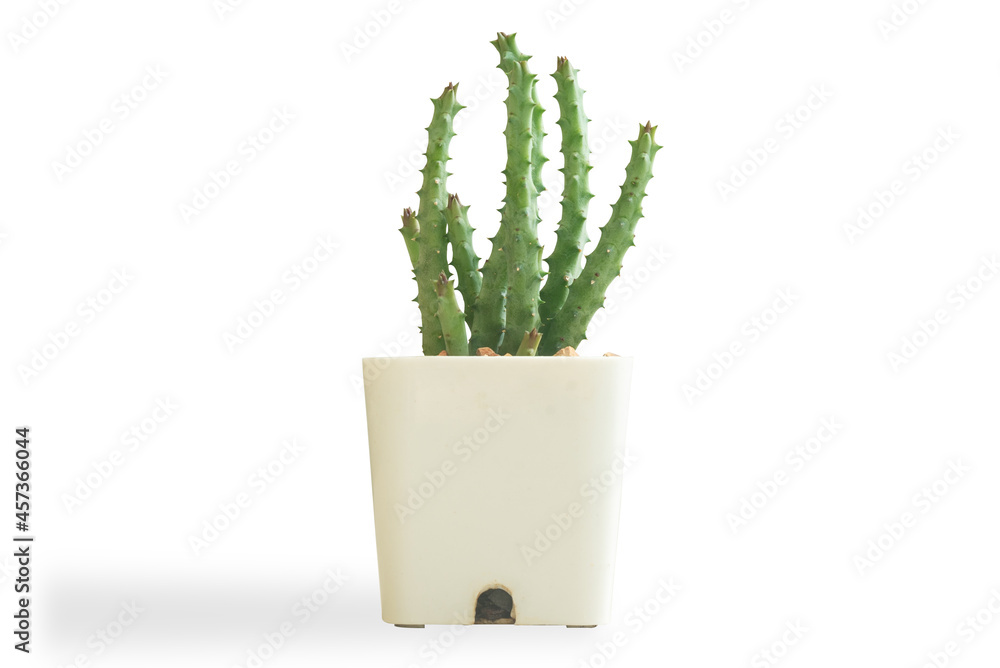 Mini Cactus on White background isolated this has clipping path. Mini Cactus on White background isolated this has clipping path.