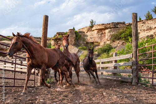 Herd of ranch horses being herded up and sorted in pens for riding and ranch work in the beautiful rocky and dusty landscape of montana.