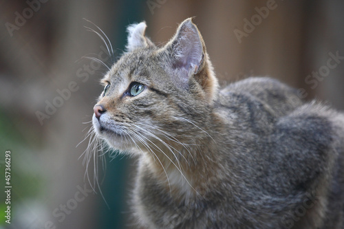 Photography Europäische Wildkatze / European wildcat / Felis sylvestris