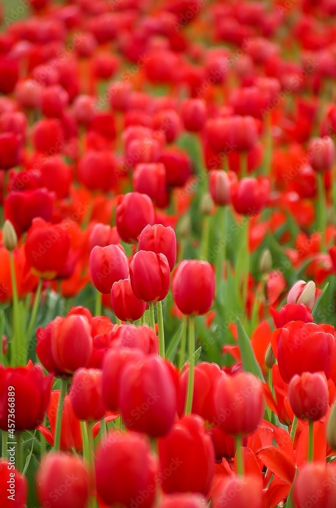 red tulips in the garden