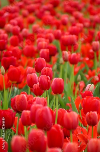red tulips in the garden