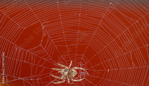 Spider over the spiderweb against red background