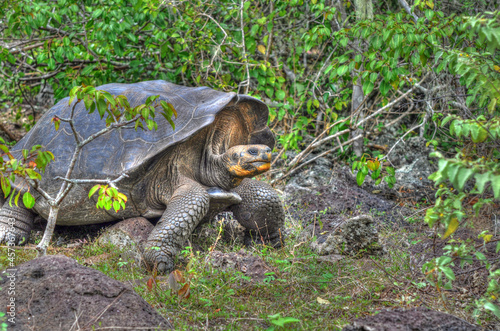 Galapago
giant turtle